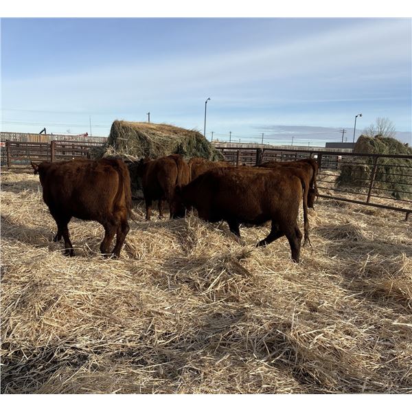Moebis Bros Ag LTD Pen 516 - 8 Red Heifer