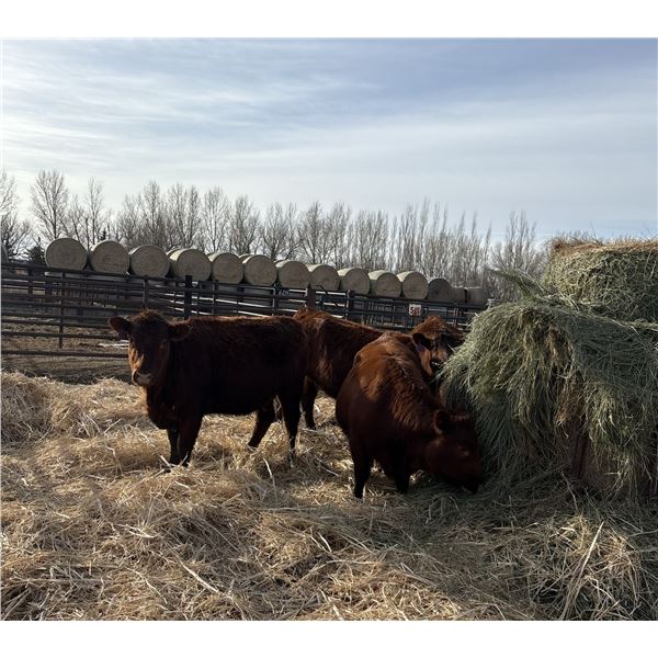Moebis Bros Ag LTD Pen 515 - 7 Red Heifers