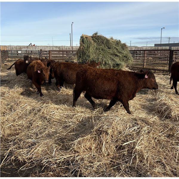 Moebis Bros Ag LTD Pen 513 - 9 Red Heifers