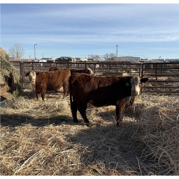 Moebis Bros Ag LTD Pen 512 - 8 RBF Heifers