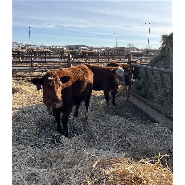 Moebis Bros Ag LTD Pen 511 - 8 RBF Heifers