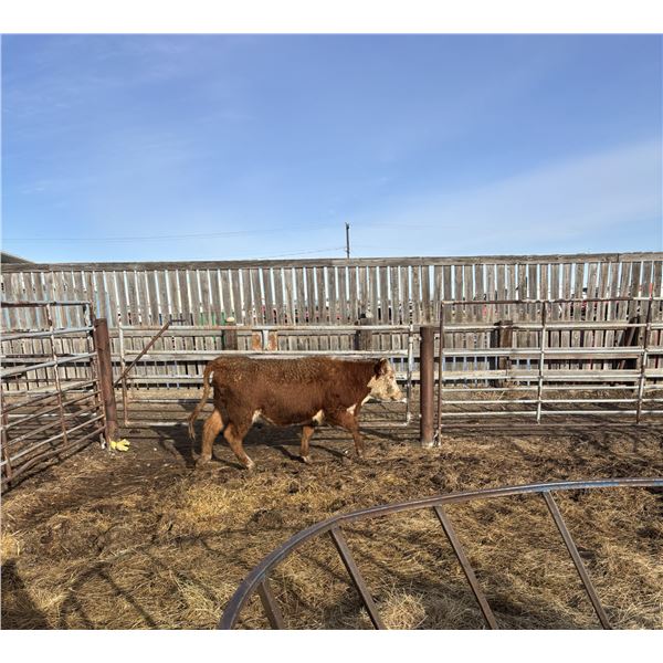 Moebis Bros Ag LTD Pen 719 - 1 Hereford Heifer