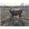 Image 2 : Moebis Bros Ag LTD Pen 719 - 1 Hereford Heifer