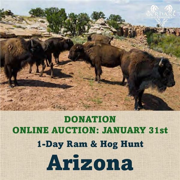 1-Day Ram & Hog Hunt in Arizona