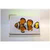 Image 1 : NEW ENAMEL CLOWNFISH WITH RHINESTONE