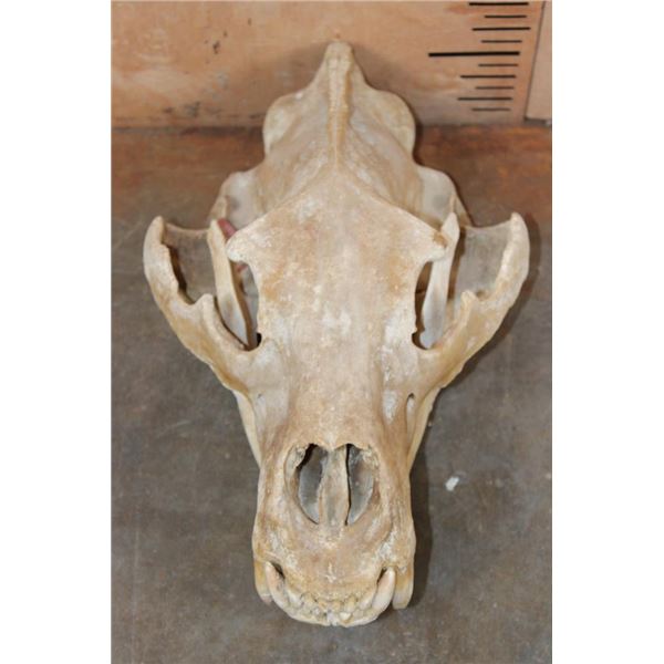 XL BROWN BEAR or GRIZZLY BEAR Skull with an Alaska Tag