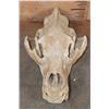 Image 1 : XL BROWN BEAR or GRIZZLY BEAR Skull with an Alaska Tag