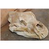 Image 2 : XL BROWN BEAR or GRIZZLY BEAR Skull with an Alaska Tag