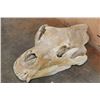 Image 3 : XL BROWN BEAR or GRIZZLY BEAR Skull with an Alaska Tag