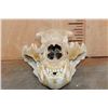 Image 4 : XL BROWN BEAR or GRIZZLY BEAR Skull with an Alaska Tag
