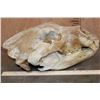 Image 5 : XL BROWN BEAR or GRIZZLY BEAR Skull with an Alaska Tag
