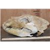 Image 6 : XL BROWN BEAR or GRIZZLY BEAR Skull with an Alaska Tag