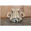 Image 7 : XL BROWN BEAR or GRIZZLY BEAR Skull with an Alaska Tag