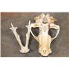 Image 8 : XL BROWN BEAR or GRIZZLY BEAR Skull with an Alaska Tag