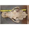 Image 9 : XL BROWN BEAR or GRIZZLY BEAR Skull with an Alaska Tag