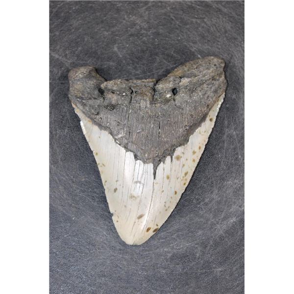 XXL MEGALODON Shark Tooth Fossil