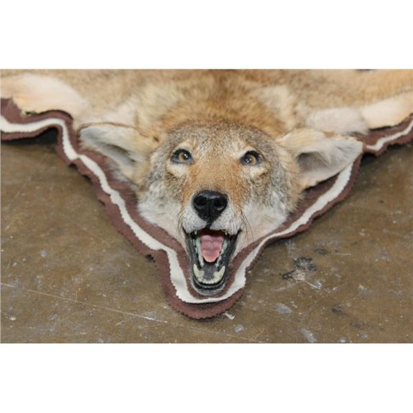 COYOTE Hide Rug with its Mounted Head and Triple Felted Backing
