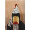 Image 10 : LADY AMHERST'S PHEASANT on a Driftwood Base