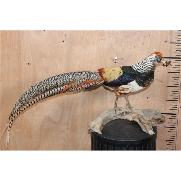 LADY AMHERST'S PHEASANT on a Driftwood Base