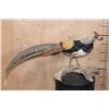 Image 1 : LADY AMHERST'S PHEASANT on a Driftwood Base