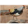 Image 2 : LADY AMHERST'S PHEASANT on a Driftwood Base