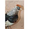 Image 4 : LADY AMHERST'S PHEASANT on a Driftwood Base