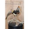 Image 5 : LADY AMHERST'S PHEASANT on a Driftwood Base
