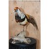 Image 6 : LADY AMHERST'S PHEASANT on a Driftwood Base