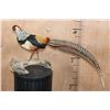 Image 7 : LADY AMHERST'S PHEASANT on a Driftwood Base