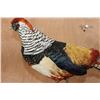Image 8 : LADY AMHERST'S PHEASANT on a Driftwood Base