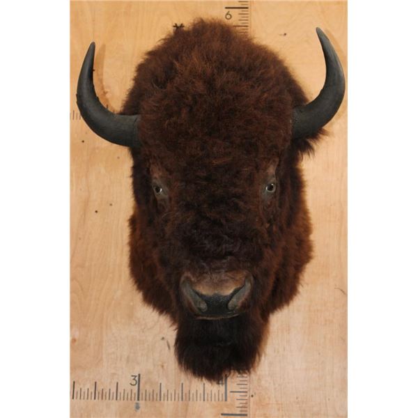 XXL BUFFALO or BISON Shoulder Mount