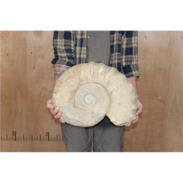 Massive XXXL AMMONITE Fossil from Morocco, Weight: 64 lbs