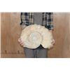 Image 1 : Massive XXXL AMMONITE Fossil from Morocco, Weight: 64 lbs