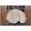 Image 2 : Massive XXXL AMMONITE Fossil from Morocco, Weight: 64 lbs