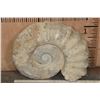 Image 3 : Massive XXXL AMMONITE Fossil from Morocco, Weight: 64 lbs