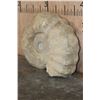 Image 4 : Massive XXXL AMMONITE Fossil from Morocco, Weight: 64 lbs