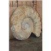 Image 5 : Massive XXXL AMMONITE Fossil from Morocco, Weight: 64 lbs