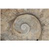Image 6 : Massive XXXL AMMONITE Fossil from Morocco, Weight: 64 lbs