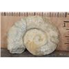 Image 7 : Massive XXXL AMMONITE Fossil from Morocco, Weight: 64 lbs