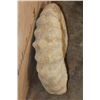 Image 8 : Massive XXXL AMMONITE Fossil from Morocco, Weight: 64 lbs