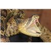 Image 10 : Big Life-sized "Real Skin* DIAMONDBACK RATTLESNAKE