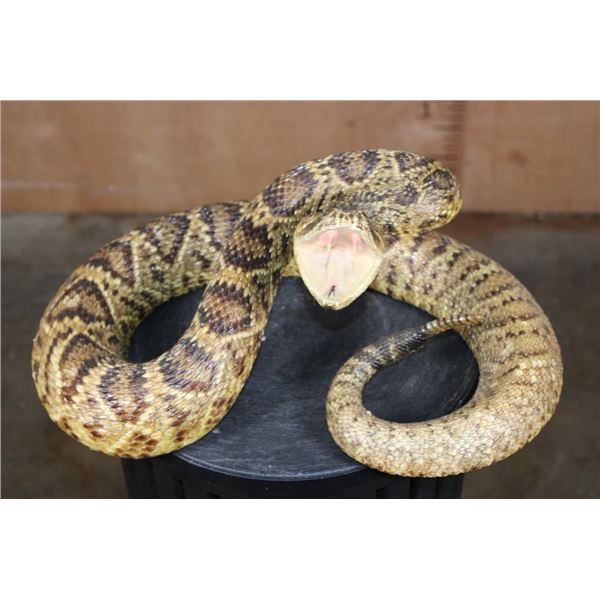 Big Life-sized "Real Skin* DIAMONDBACK RATTLESNAKE