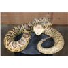 Image 1 : Big Life-sized "Real Skin* DIAMONDBACK RATTLESNAKE