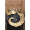 Image 2 : Big Life-sized "Real Skin* DIAMONDBACK RATTLESNAKE