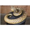 Image 6 : Big Life-sized "Real Skin* DIAMONDBACK RATTLESNAKE