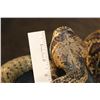 Image 7 : Big Life-sized "Real Skin* DIAMONDBACK RATTLESNAKE