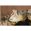 Image 9 : Big Life-sized "Real Skin* DIAMONDBACK RATTLESNAKE