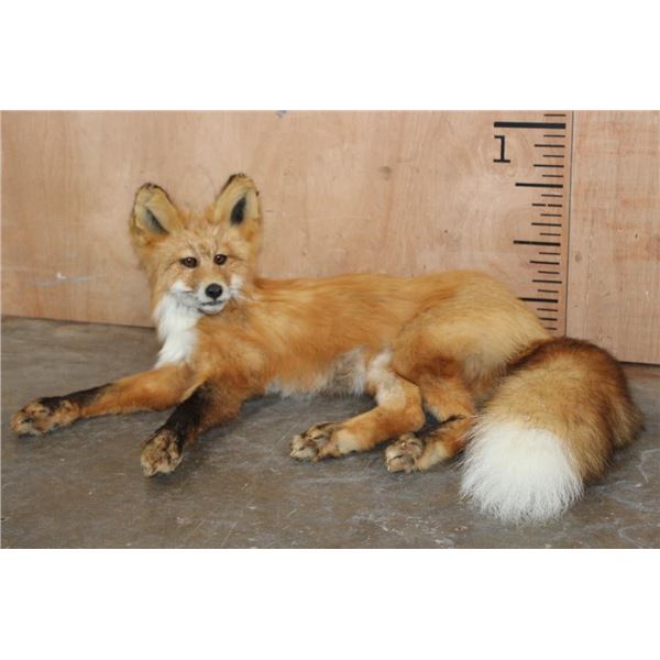 Life-sized Laying or Freestanding RED FOX