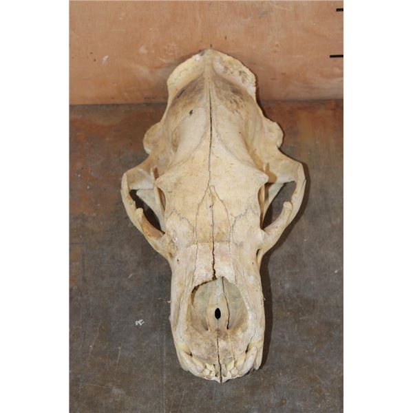 Big POLAR BEAR Skull