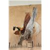 Image 11 : Male BIRD OF PARADISE Perched on Driftwood